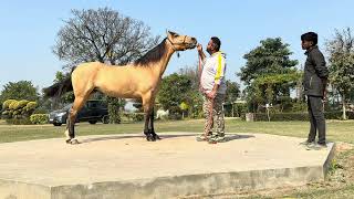 a day of a indian horseman