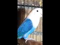 blue opaline 0.1 💕 short viralshort palefallow lovebirds birds