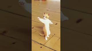 Cat dance on Jhomy jo pathan song 😂😂