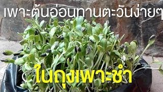 เทคนิคใหม่! วิธีเพาะต้นอ่อนทานตะวันกินเองในถุงเพาะชำ (Sunflower sprout) | Farmstation