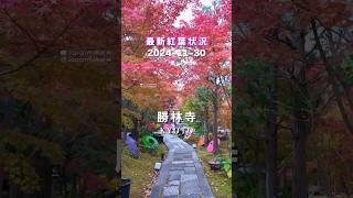 #勝林寺 の紅葉🍁 2024/11/30(土) 京都 🍁色づき最新速報🩷 #紅葉見頃 👍週末行ってね🥰 #秋 　#京都 #紅葉2024 #秋 #kyoto