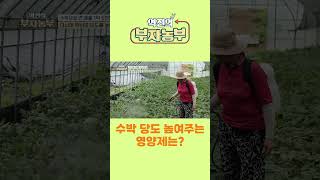 [역전의부자농부 268회] 수박 당도 높여주는 영양제는?