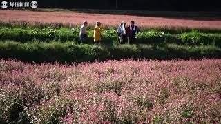 ピンクのカーペット・高嶺ルビー　赤ソバの花が見ごろ