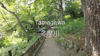 [4K] Tamagawa 多摩川 [Tokyo 東京] [Walk 散歩] #664