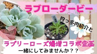 ｟多肉植物｠ラブリーローズをどこまで増やせれるか？！ラブローダービー開幕🎌✨‼️コメントで教えてもらったあの蓮華さん迎えました🎂100円で(笑)‼️｟コラボ企画｠～おばぁとお出かけ楽しかった❣️～