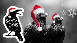 Christmas Crows!