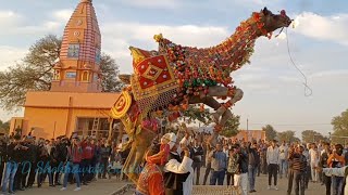 मारवाड़ी ऊँट का बहुत ही सुंदर डांस | New Rajasthani Camel Dance | राजस्थानी डांस विडियो  2023