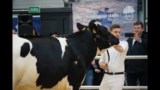 Pierwsza Podlaska Aukcja Bydła Hodowlanego w Sokołach