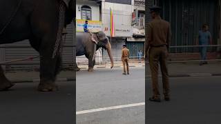 එයා මොනවදෝ කියලා යනවා 😍#wildelephants #elephant #foryou  #elephantlove #fyp #attack #srilanka