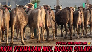 MOL BOQISH SIRLARI KOTA FERMADAN 👍💯🇺🇿🫡