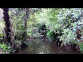 visiting u0026 hiking the otari wilton s bush u0026 epic skyline walk in wellington new zealand 🌿