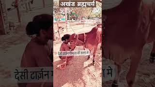 देसी टार्ज़न गौमाता की सेवा मे निरंतर #shorts #youtubeshorts #desitarzan #tarzan #desi