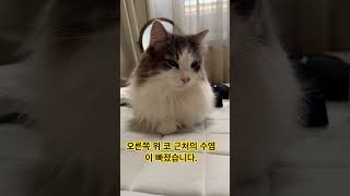 いつもと違う所気づいた？평소와 다른 곳을 깨달았다?#고양이#cat#새끼 고양이いつもと違う所気づいた？#고양이가 있는 생활#cat #ねこ #猫のいる生活 #cat