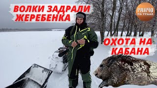 Мы опять опоздали и Волки успели поймать Жеребенка/Охота на Кабана