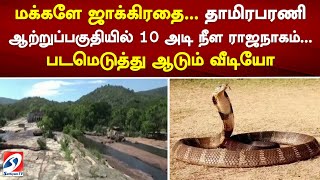 மக்களே ஜாக்கிரதை... தாமிரபரணி ஆற்றுப்பகுதியில் 10 அடி நீள ராஜநாகம்.. படமெடுத்து ஆடும் வீடியோ