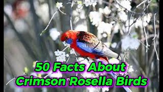 50 Facts About Crimson Rosella Birds 🦅.