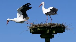 White Stork Courtship