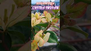 bougainvillea chitra indian #bougainville #subscribe #gardendesign #viral