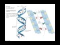 Unit 1B DNA Structure