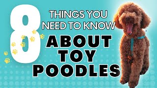 8 things you need to know about Toy Poodles