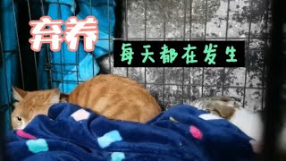 Dog Rescue In China棄養每天都在發生 把小生靈送到救助站門口 ？貓咪的應激反應是很嚴重的 一個新環境對它們是致命的 救助站里都是老弱病殘 對這些貓咪也是很大的衝擊