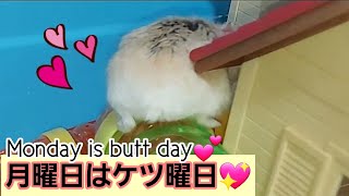 【ハムスター】月曜日はケツ曜日💖～Monday is butt day💕～の巻