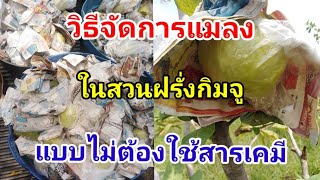 ปลูกฝรั่งกิมจู วิธีจัดการแมลงในสวนฝรั่งกิมจูแบบปลอดสาร Guava / #บ้านสวนกิตติธรา