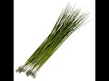 scallion vegetable u0026 its health benefits