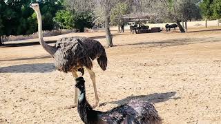 Al Areen wildlife park/ Nature and adventure park பஹ்ரைன் மிருக காட்சி பூங்கா#explorebahrain