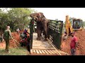 Massive wild elephant captured | Amazing videos of Wild Elephants | 象 | الفيل | Wildlife | Animaux