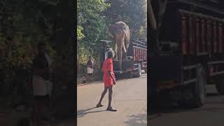 ആന 🐘🐘#elephant #kerala #thrissur #youtube #shorts  #elephantkerala #youtubeshorts