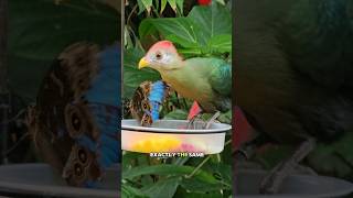 Red Crested Turacos, the newest rizzlers in the Cockrell Butterfly Center at HMNS! #birds