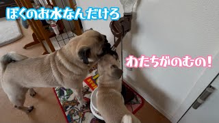 仲が良いんだか悪いんだかwww【パグ兄妹ナッツときのこ】