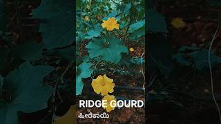 Ridge Gourd| ಹೀರೆಕಾಯಿ| Turai| Turiya| Luffa Acutangula|