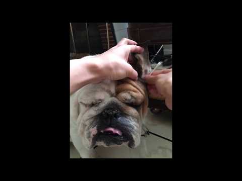 Englishbulldog love to clean the ears with qtips Englishbulldog love to clean the ears with qtips