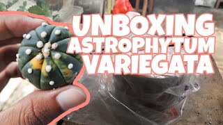 Unboxing Astrophytum Nudum Variegata