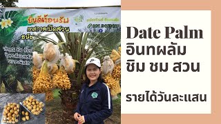 Date Palm#อินทผลัมรายได้วันละแสน# ชิมชมสวน ธนัชชรินท์ อินทผลัม#Chaiyaphum#Thailand