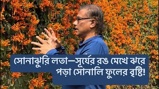 সোনাঝুরি লতা—সূর্যের রঙ মেখে ঝরে পড়া সোনালি ফুলের বৃষ্টি!