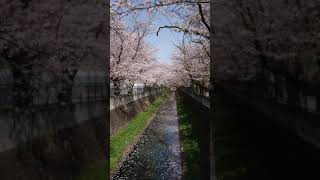 麻生川の桜