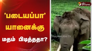 'படையப்பா' யானைக்கு மதம் பிடித்ததா?  | kerala