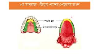 Tajweed Series Bangla 11 - Makhraj Daad Laam