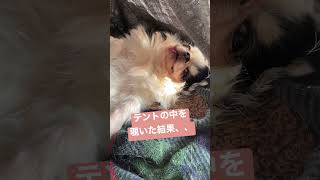 テントの中を覗いた結果🐶💖 #チワワ #犬 #ペット