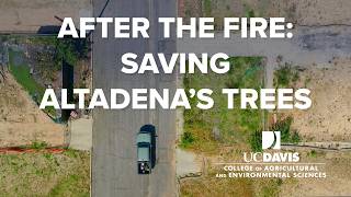 After the Fire: Saving Altadena's Trees