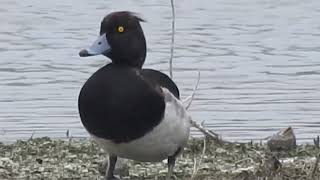 Tufted Duck - male