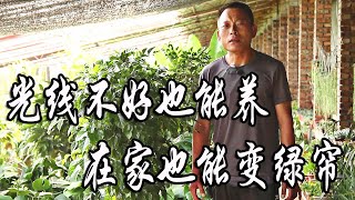 室内光线不好养这3种花，没光也能嗖嗖长，在家就能养成绿帘子【农村养花匠】