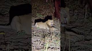 ગીર જંગલ માં સિંહ ll Gir jungle ll #jungle #lion #ytshorts #shotrs #youtubeshorts