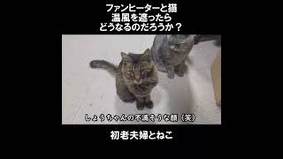 ファンヒーター大好き猫。温風を遮ってみた･･ #初老夫婦とねこ #保護猫 #老猫 #多頭飼い #shorts