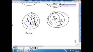 BI 112:  Mendelian cont.