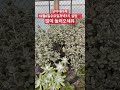 단아네다육12월6일수요일저녁7시 실방❤️ 다육 다육이 succulents 多肉植物 flowers plant 다육식물 다육이키우기 다육화분 shorts 임영웅