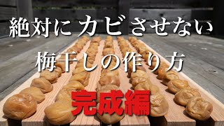 【日本の伝統料理】塩分20%調整の梅干しの作り方　完成編